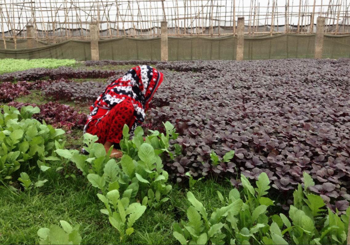 Cultivation of a spinach variety