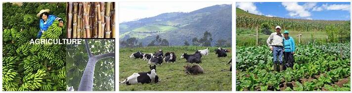 Ecuador Livestock farming
