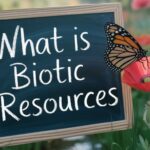 What Is Biotic Resources: Definition, Types & Importance